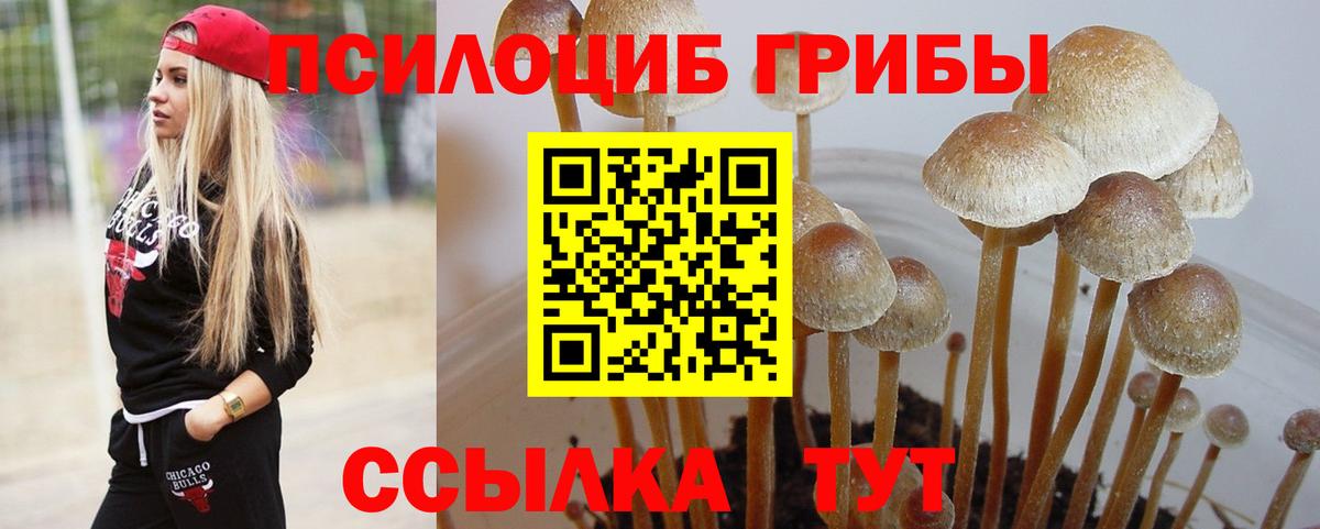 магазин продажи   Псилоцибиновые грибы GOLDEN TEACHER  Жуковский  Вход с VPN  Псилоцибиновые грибы мицелий 